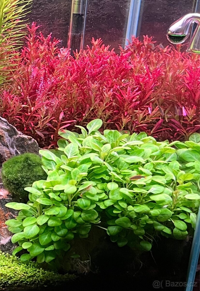 Lobelia cardinalis mini