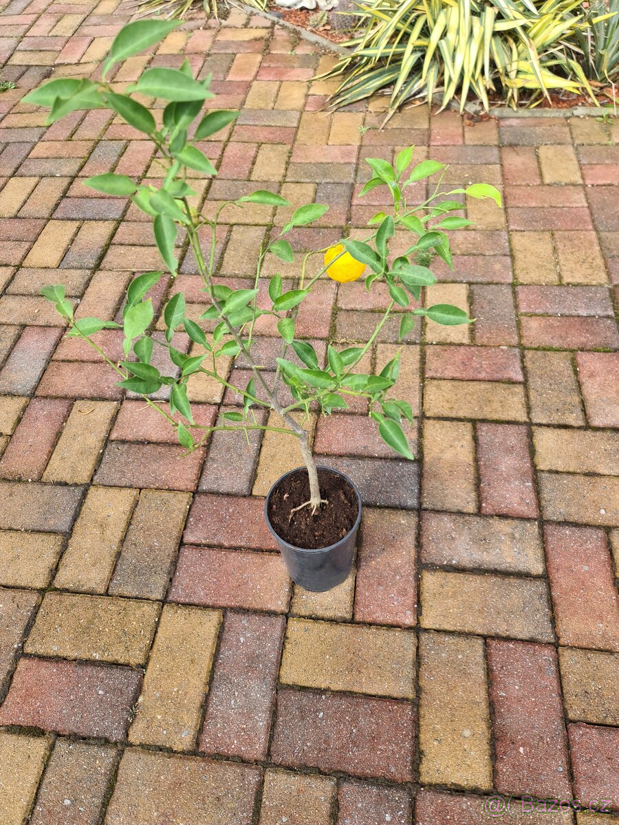 Citrus
