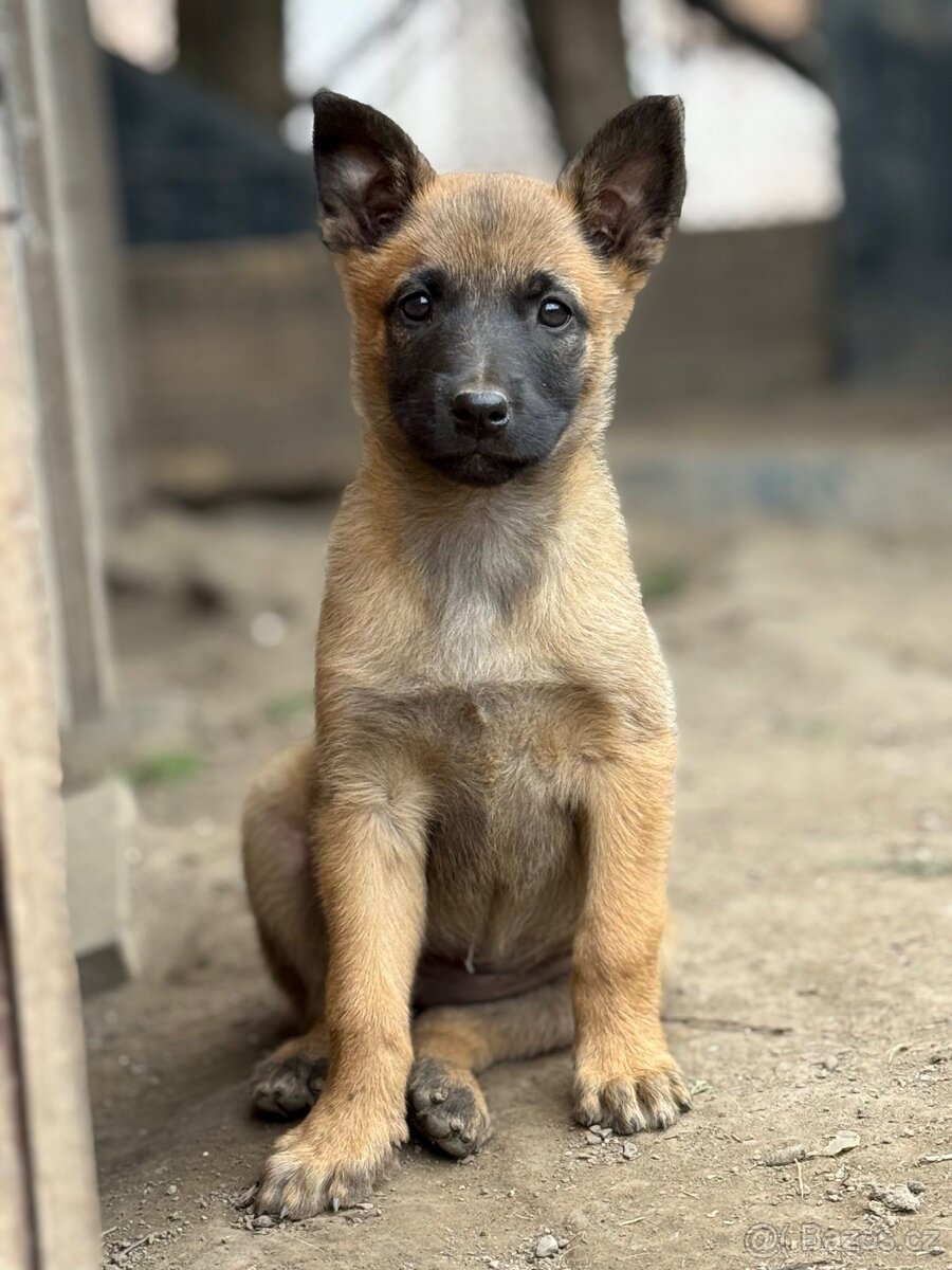 Belgický ovčák Malinois štěňátka