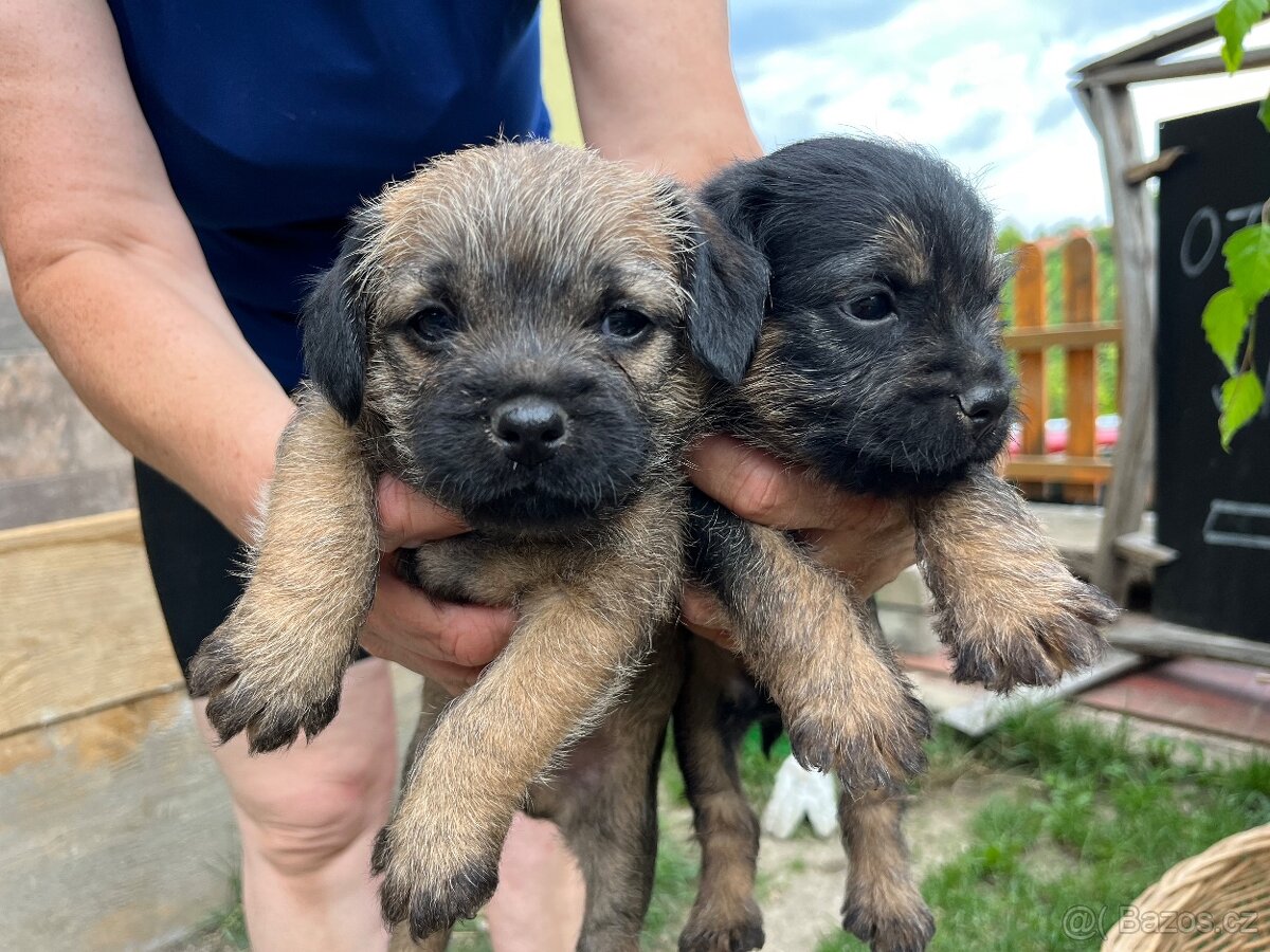 Štěně border terrier s PP
