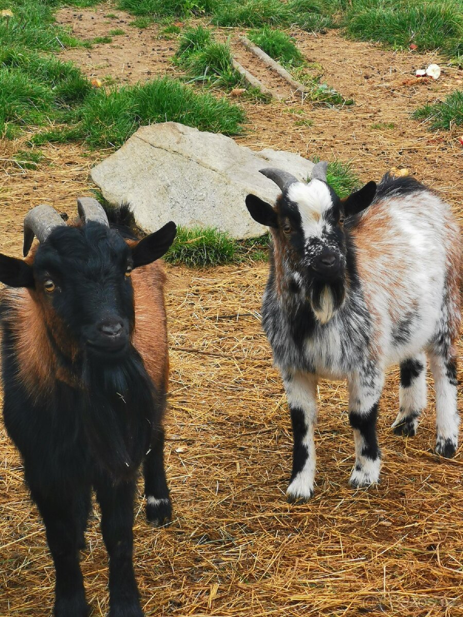 Prodam nebo vyměním 2 kozlíky