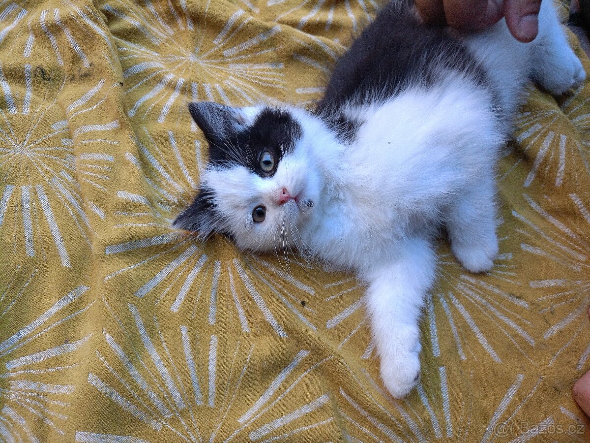 Perská činčila koťátka