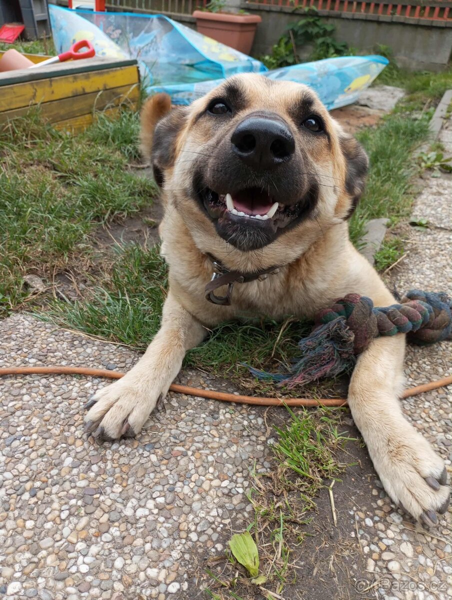 Fenka křížence belgického ovčáka