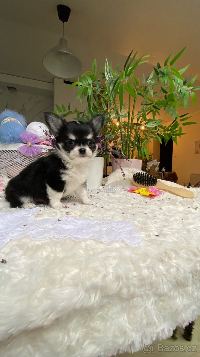 Nádherný čivava pejsek P. P. FCI