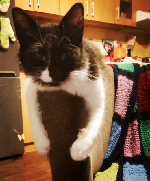 Kříženka Mainské mývalí kočky