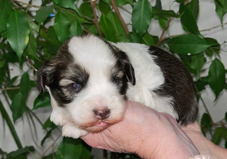 Havanský psík s PP FCI