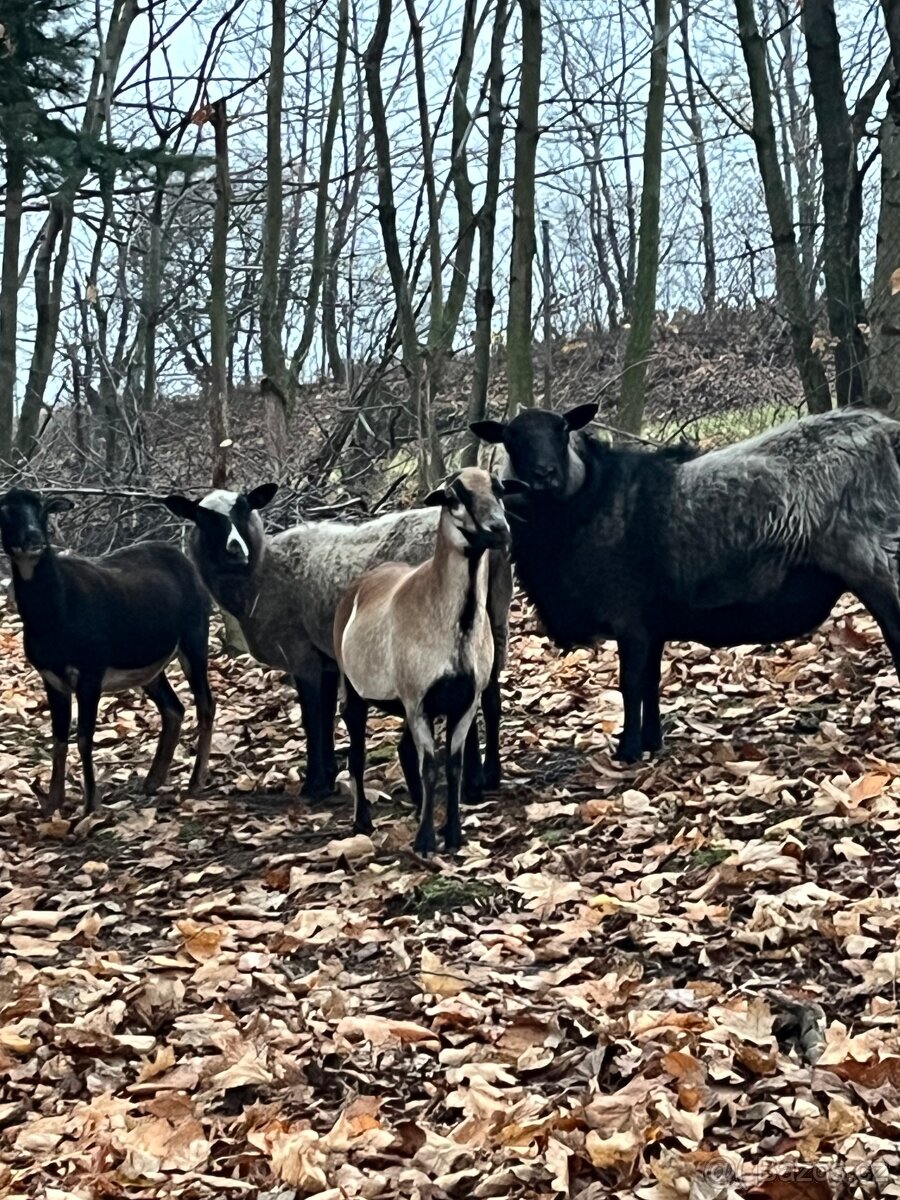 Přidám Berana romanovsky