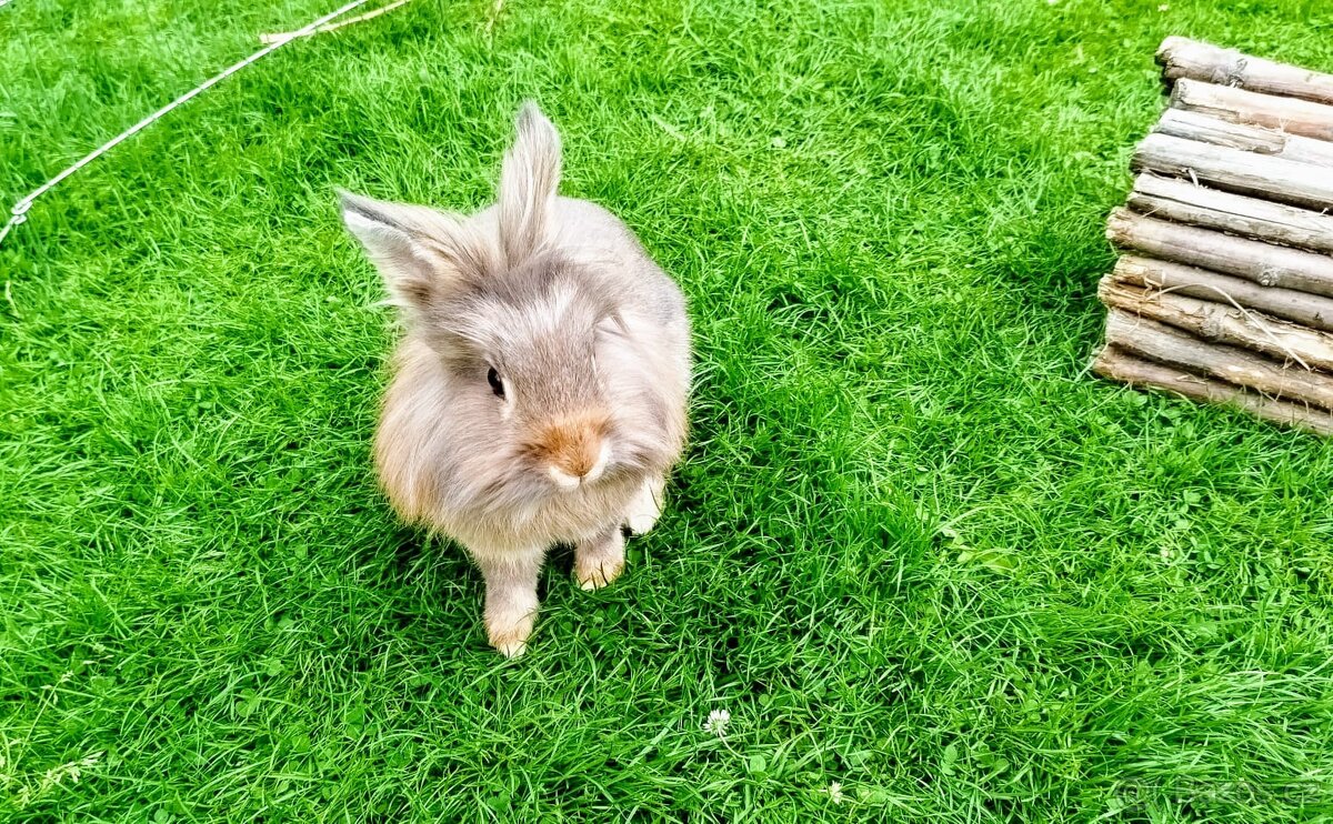 Zakrslý králík, králíček - BELLA