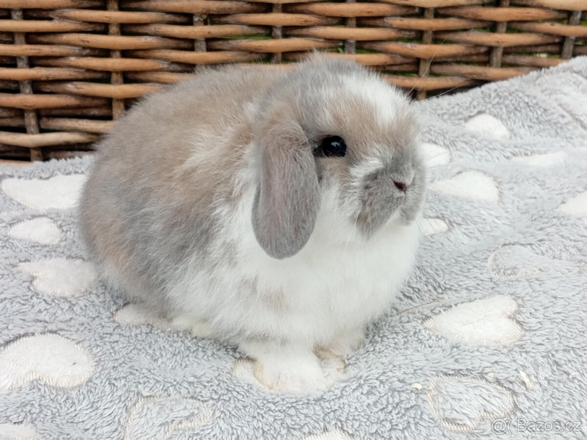 Anglický Zakrslý Beránek MINILOP