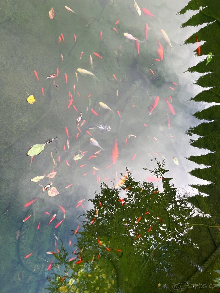 Karas zlatý, závojnatky, jezirkové ryby