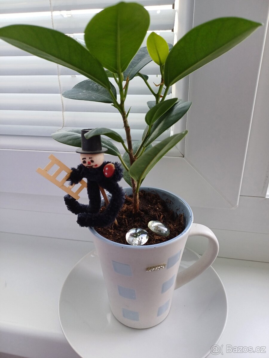 Rostlina Fikus vč.keram.kvetinace a kominik