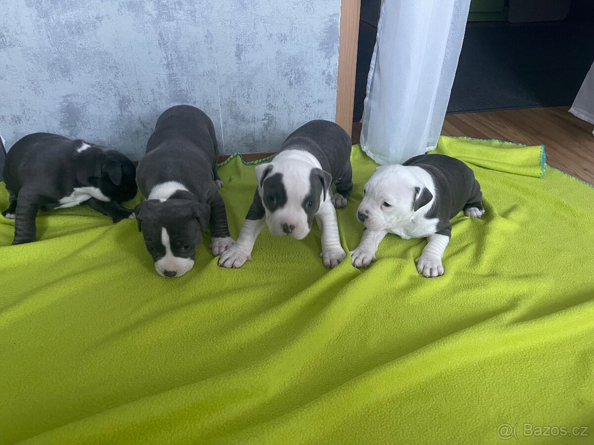 Štěňata Americký stafordšířský teriér