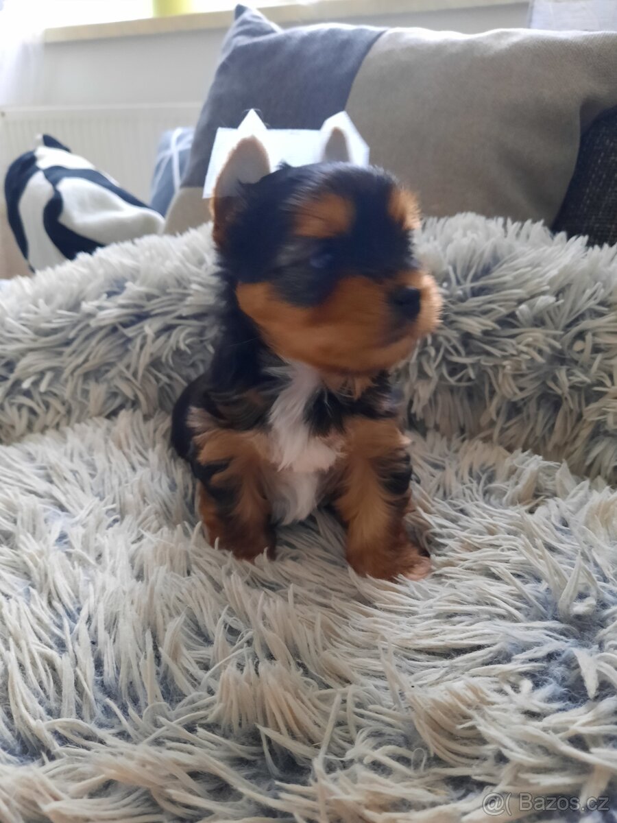 Color yorkshire terrier s pp