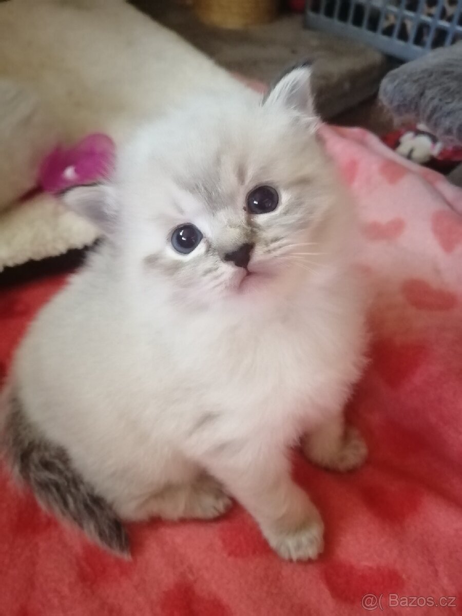 Ragdoll bez PP