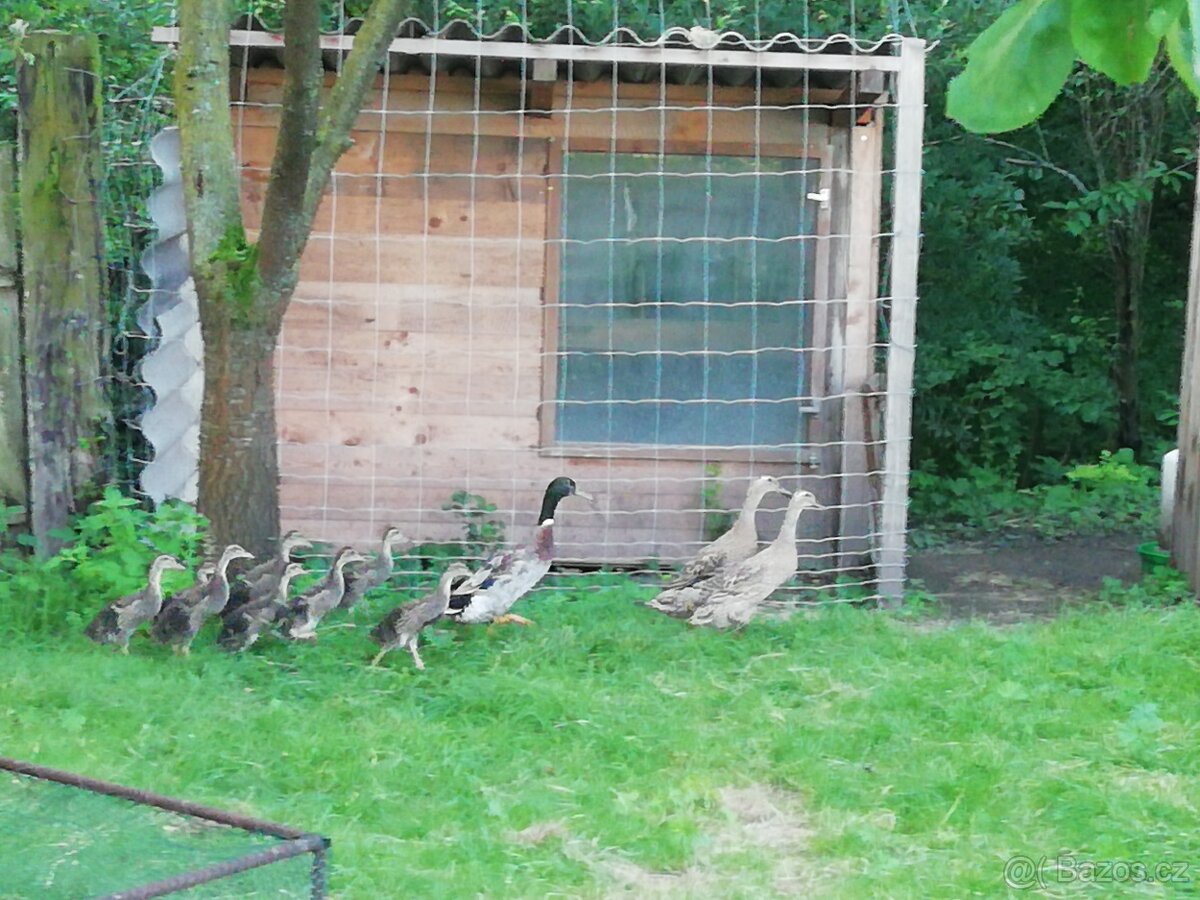 Přírodní indické bezce