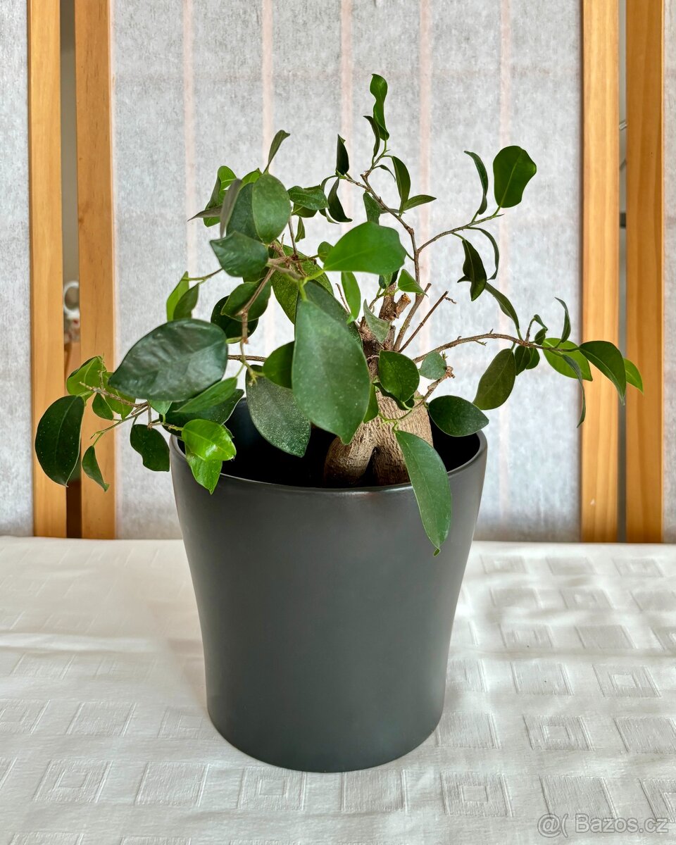 Scheurich keramický obal na květináč 17 cm