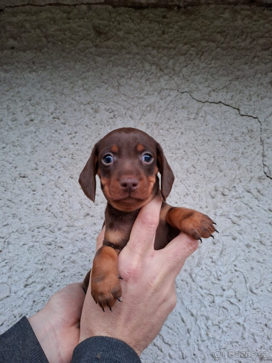 Jezevčík trpasličí