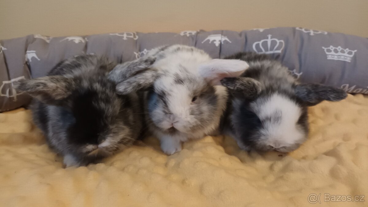 Zakrslý rhonský beran