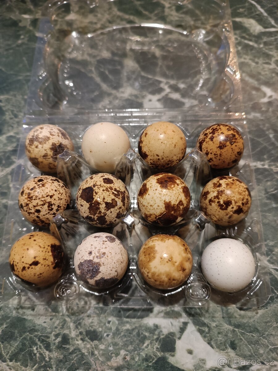 Násadová vejce křepelky