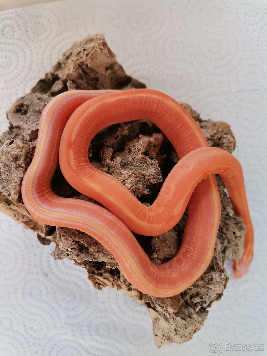 SCALELESS AMELANO TESSERA het. ANERY