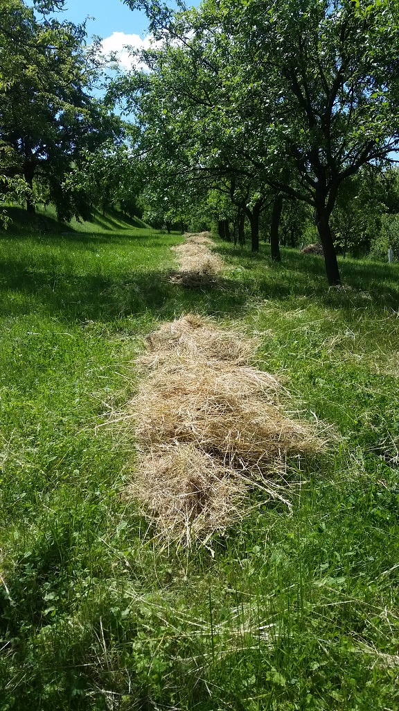 seno zdarma, Jalubí u UH