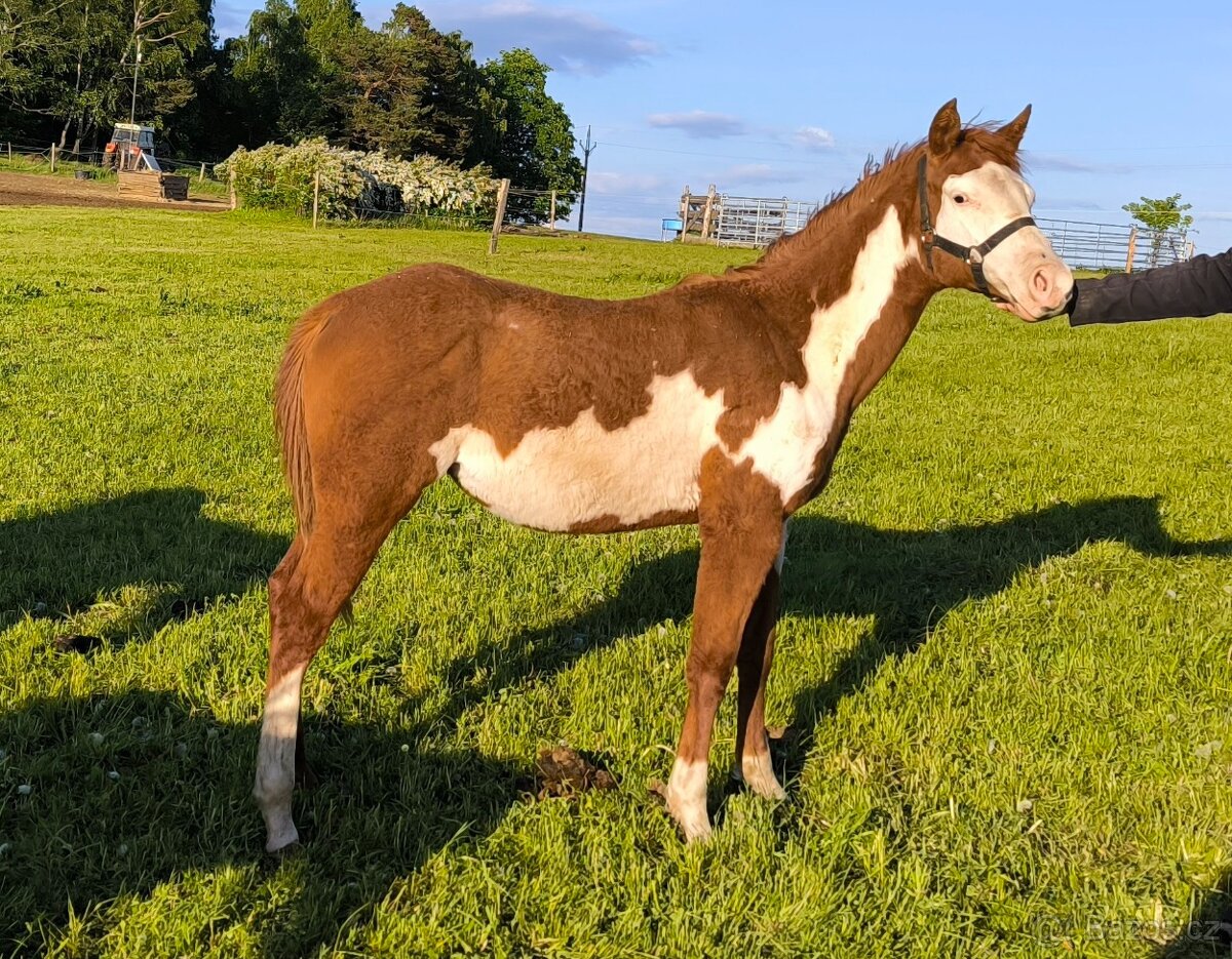 Roční kobylka Paint horse overo