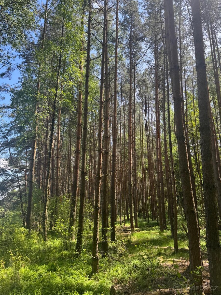 Prodám lesní pozemky v k.ú. Domanín u Třeboně