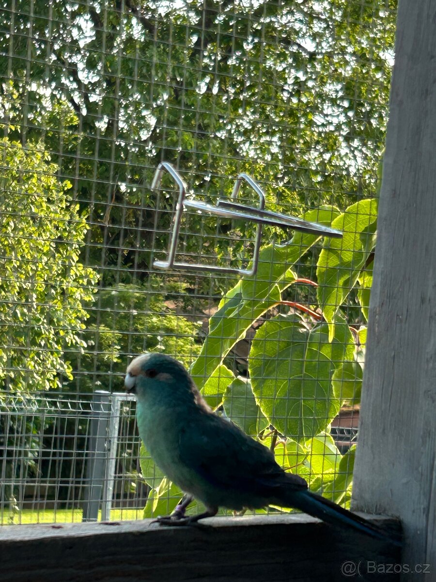 Kakariki