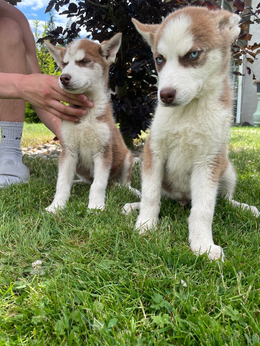 Prodám Husky štěně
