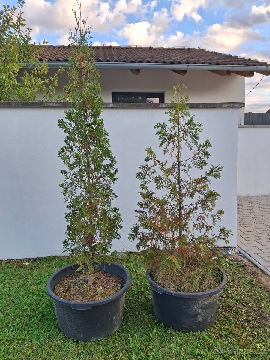 Túje 130 cm a 150 cm. TUJE CESKE BUDEJOVICE