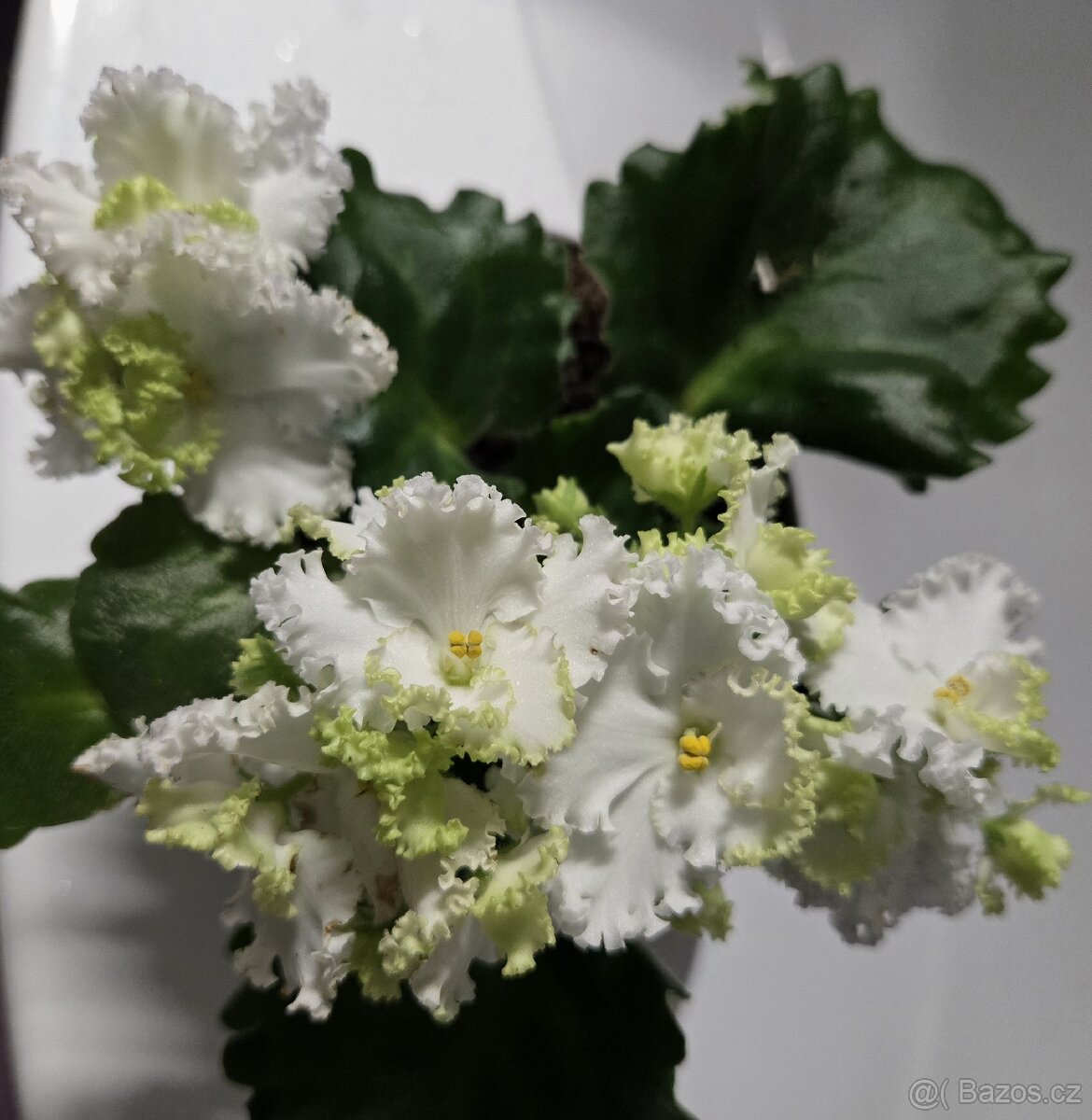 Fialka "curly" bílá