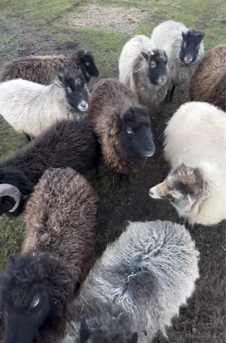 Ovce ouessantská (Quessantská)