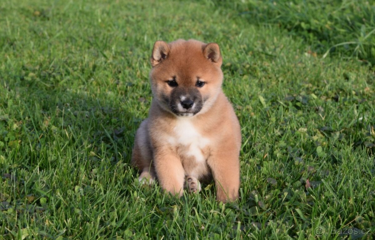 shiba inu