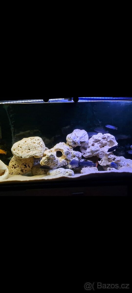 Prodam tlamovce z Malawi