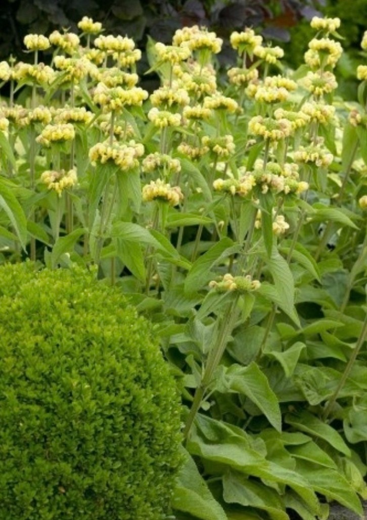 Sápa russelova, turecká šalvěj