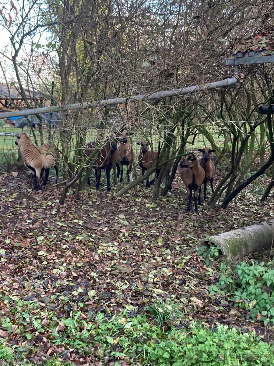 Prodám stádo kamerunských oveček