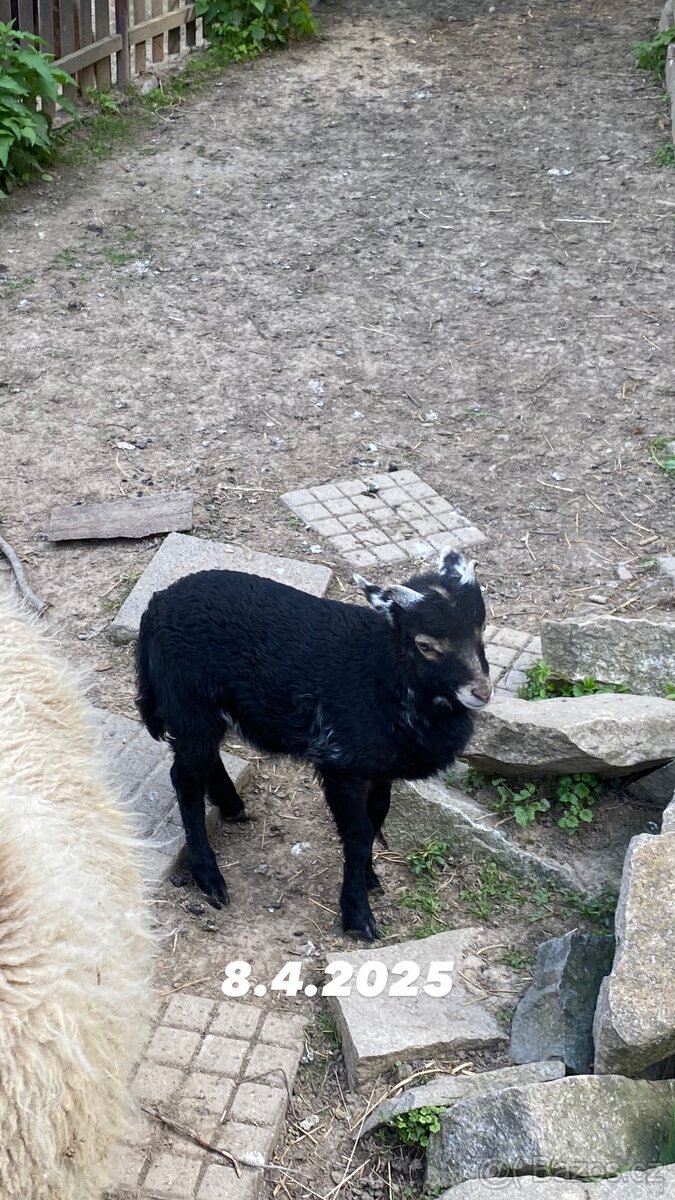 Jehňata