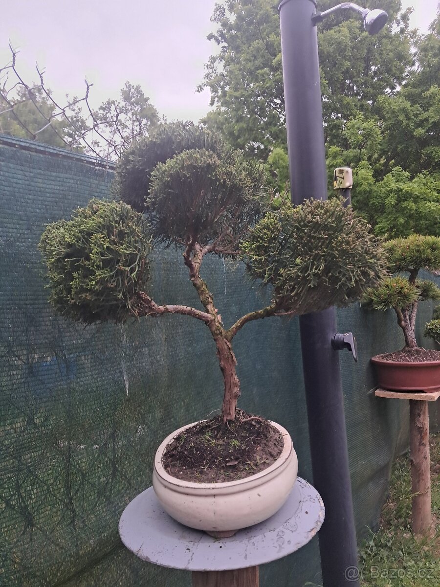 Bonsai,bonsaj Jalovec