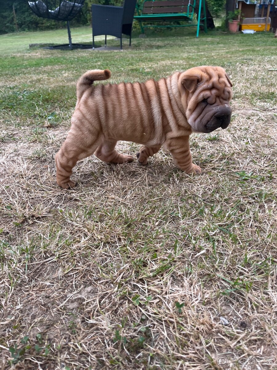 Sharpei , šarpej