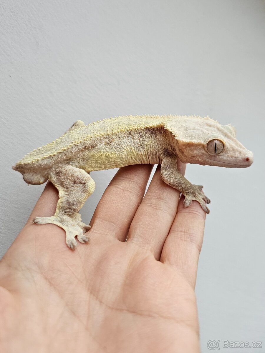 Pagekon řasnatý / ciliatus - LW