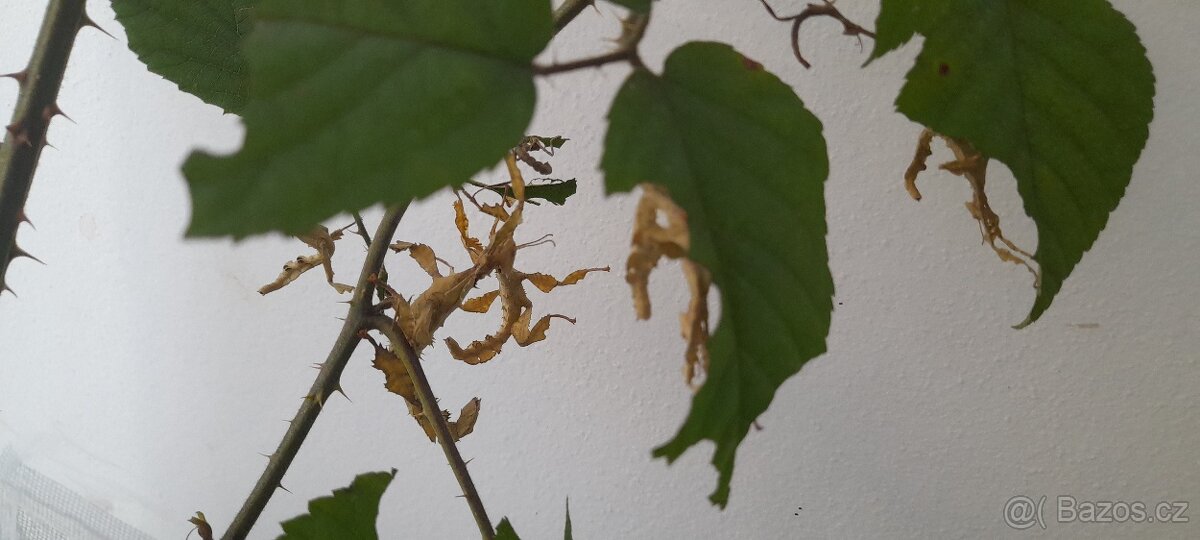 Strašilka australská