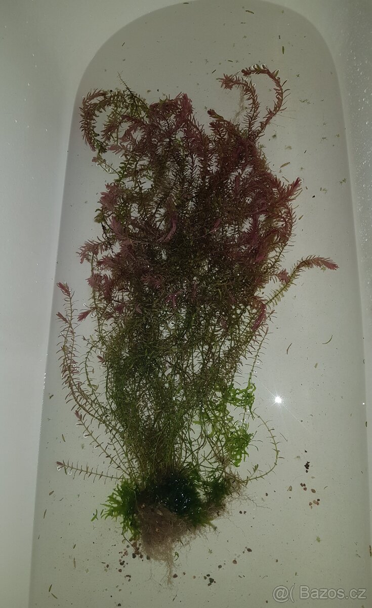 Akvarijní rostlina rotala rotundifolia