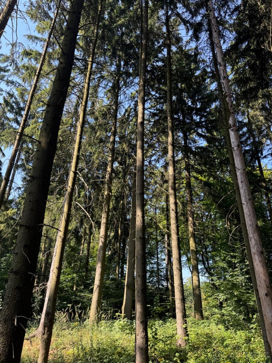 Prodej lesního pozemku v k.ú. Liberk