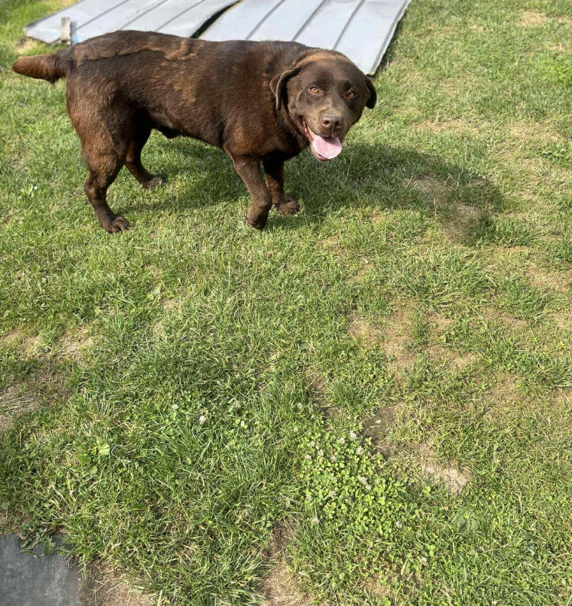 Nabízím krytí – labradorský retrívr s PP