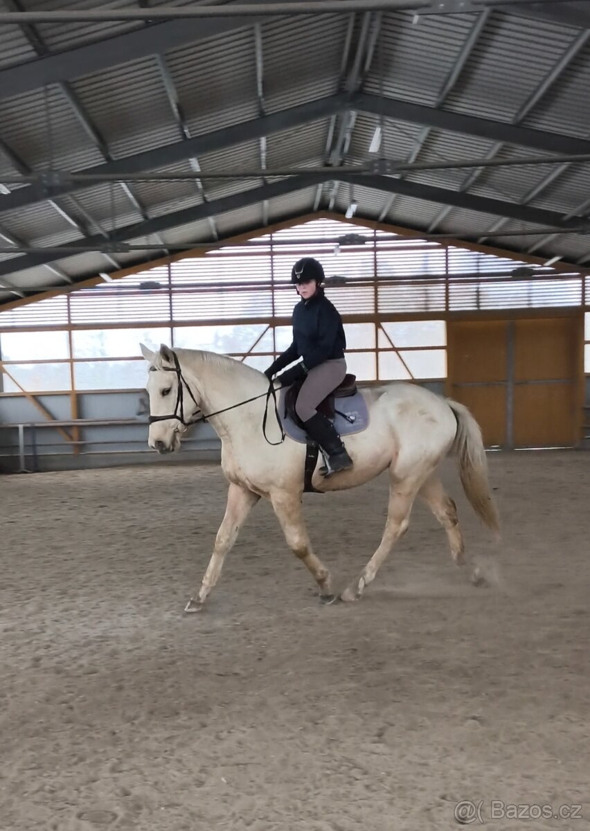 Tříletý Kinský valach