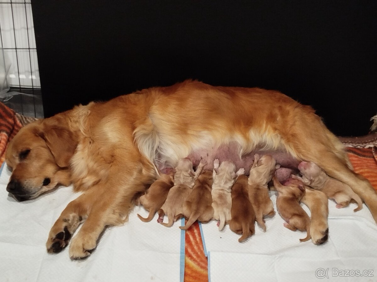 Zlatý Retrívr / Golden Retrívr s PP