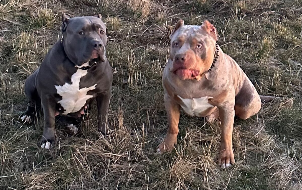 Prodej šťeňat American Bully Teplice