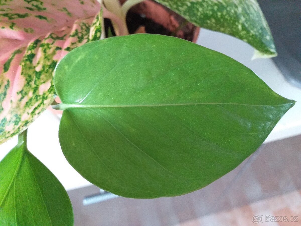 Epipremnum 2 druhy Jade, Cebu Blue island