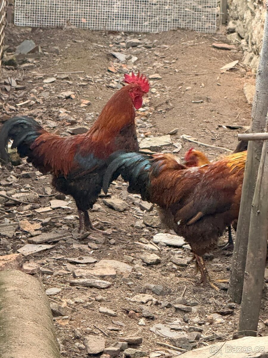 Prodám kohouty