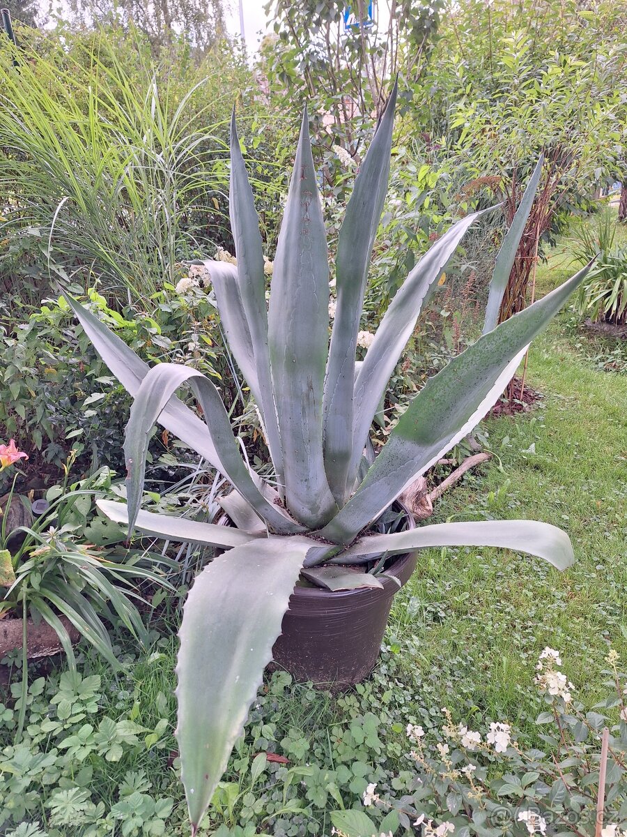 Americka agave